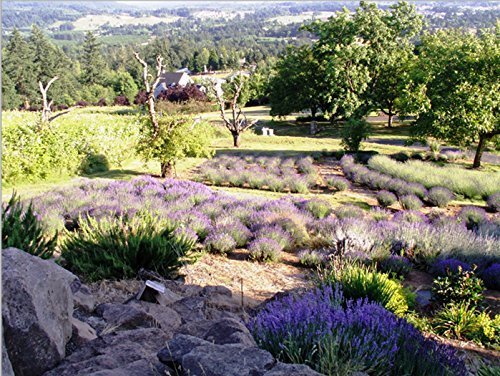 Victoria's Lavender Linen Spray for Bedding, Pillow Spray for Sleeping Better, Pure Lavender Essential Oil Handmade in Oregon, Made in USA (8 oz)