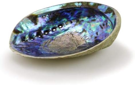 Natural Abalone (Pāua) Shell,Over 6.5 inches,Supreme Plus,for Smudging,Cleansing Home,Meditation,Shell Crafts,Incense Holder, Home Décor,100% Natural,Sustainably Sourced by OceanShellStudios NZ