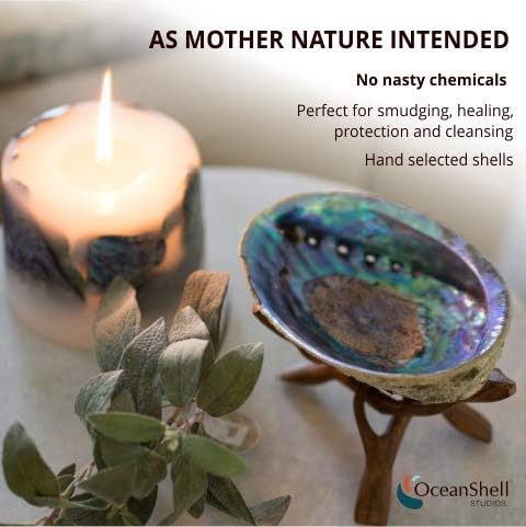Natural Abalone (Pāua) Shell,Over 6.5 inches,Supreme Plus,for Smudging,Cleansing Home,Meditation,Shell Crafts,Incense Holder, Home Décor,100% Natural,Sustainably Sourced by OceanShellStudios NZ