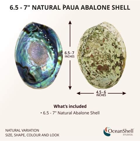 Natural Abalone (Pāua) Shell,Over 6.5 inches,Supreme Plus,for Smudging,Cleansing Home,Meditation,Shell Crafts,Incense Holder, Home Décor,100% Natural,Sustainably Sourced by OceanShellStudios NZ