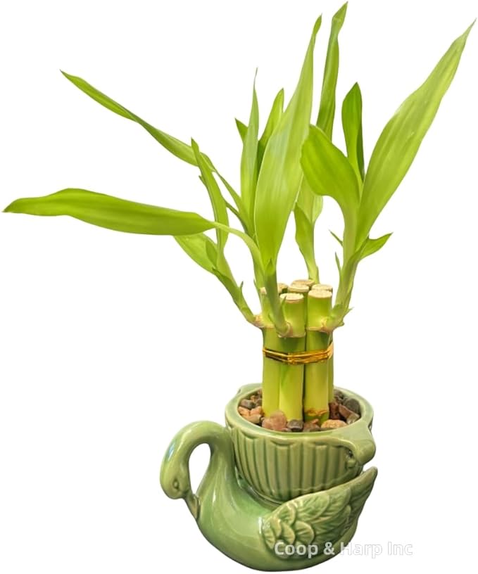 6-Stalk of 4" Small Lucky Bamboo Live Indoor Plant with Ceramic Vase, Live Indoor Lucky Bamboo for Home, Office and Gift (Swan)