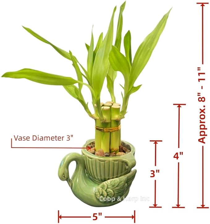 6-Stalk of 4" Small Lucky Bamboo Live Indoor Plant with Ceramic Vase, Live Indoor Lucky Bamboo for Home, Office and Gift (Swan)