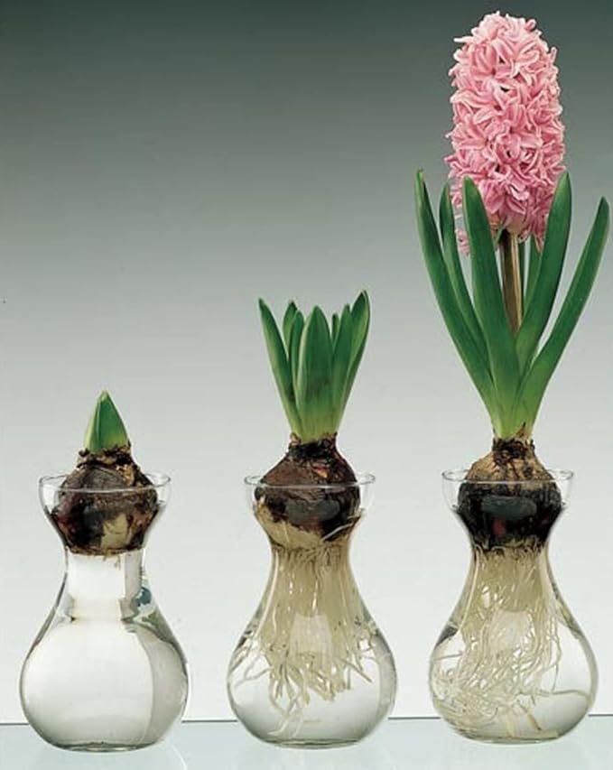 Small Glass Vases for Centerpieces - Hewory 3pcs Clear Mini Hyacinth Avocado Growing Bud Vase Bulk, Cute Tiny Flower Bulb Forcing Plant Containers Set for Wedding Home Living Room Table Decorations