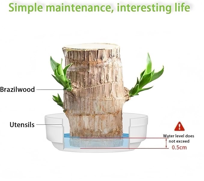 Brazilian Wood Plants,with Base and Mystery Doll Decorations, Easy to Plant in The Home Office to attracts Wealth,Lucky Wood Plant,Home Decoration