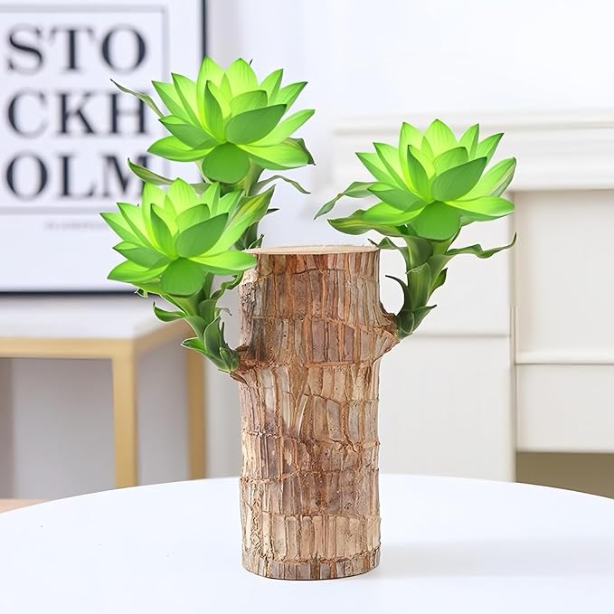 Brazilian Wood Plants,with Base and Mystery Doll Decorations, Easy to Plant in The Home Office to attracts Wealth,Lucky Wood Plant,Home Decoration