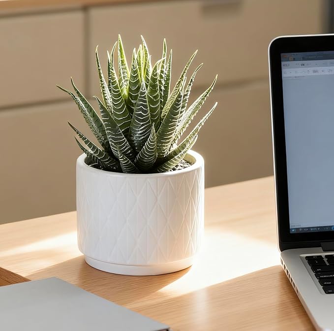Artificial Succulent Plant in Matte White Ceramic Pot | 6.5" high Dark Green Aloe Plant | Great as desk decor or bathroom decor | beautiful realistic faux succulent with no maintenance