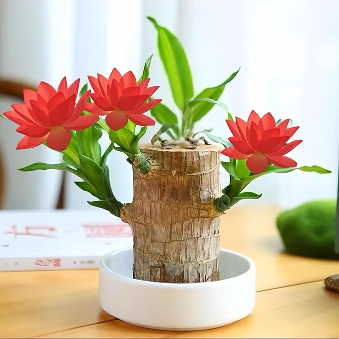 Brazilian Wood Plants,with Base and Mystery Doll Decorations, Easy to Plant in The Home Office to attracts Wealth,Lucky Wood Plant,Home Decoration