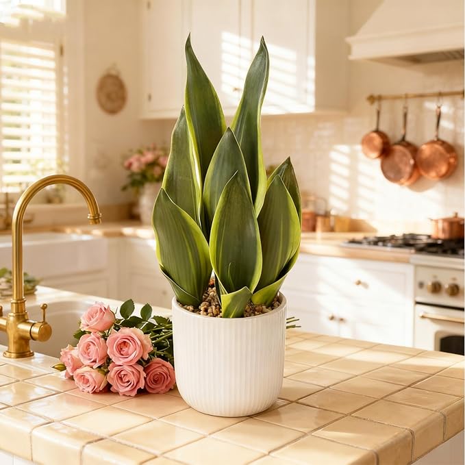 Artificial Realistic Snake Plant 16" with White Ceramic Pot Fake Snake Plants Sansevieria Greenery Faux Snake Plant for Home Office Living Room Housewarming Gifts Indoor Decor