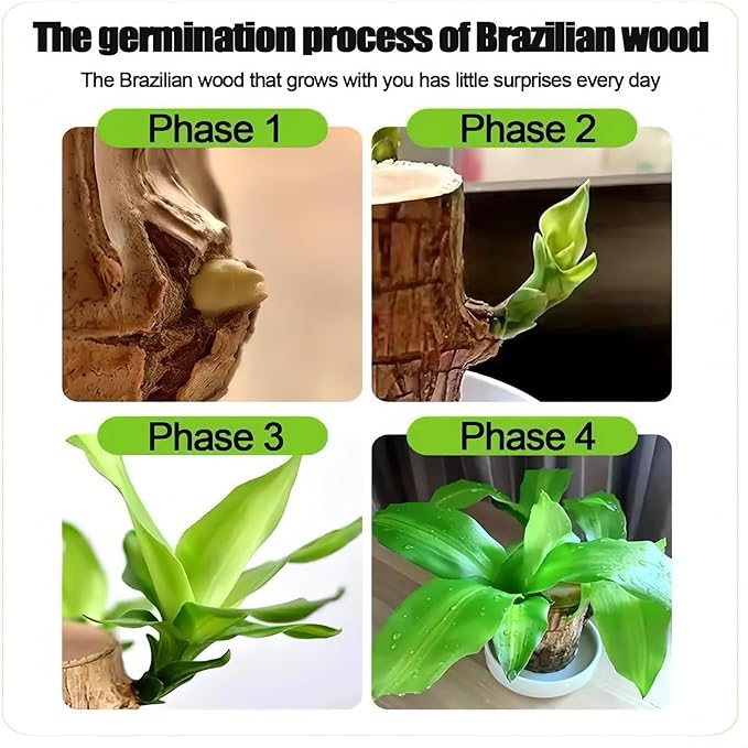 Brazilian Wood Plants,with Base and Mystery Doll Decorations, Easy to Plant in The Home Office to attracts Wealth,Lucky Wood Plant,Home Decoration