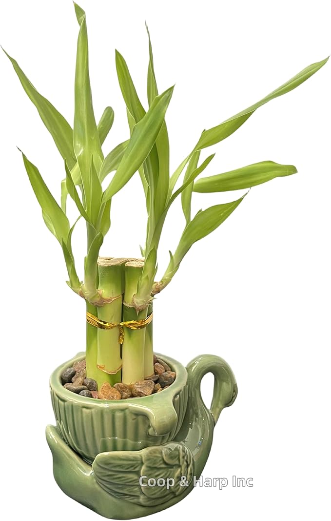 6-Stalk of 4" Small Lucky Bamboo Live Indoor Plant with Ceramic Vase, Live Indoor Lucky Bamboo for Home, Office and Gift (Swan)