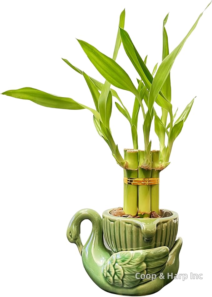 6-Stalk of 4" Small Lucky Bamboo Live Indoor Plant with Ceramic Vase, Live Indoor Lucky Bamboo for Home, Office and Gift (Swan)