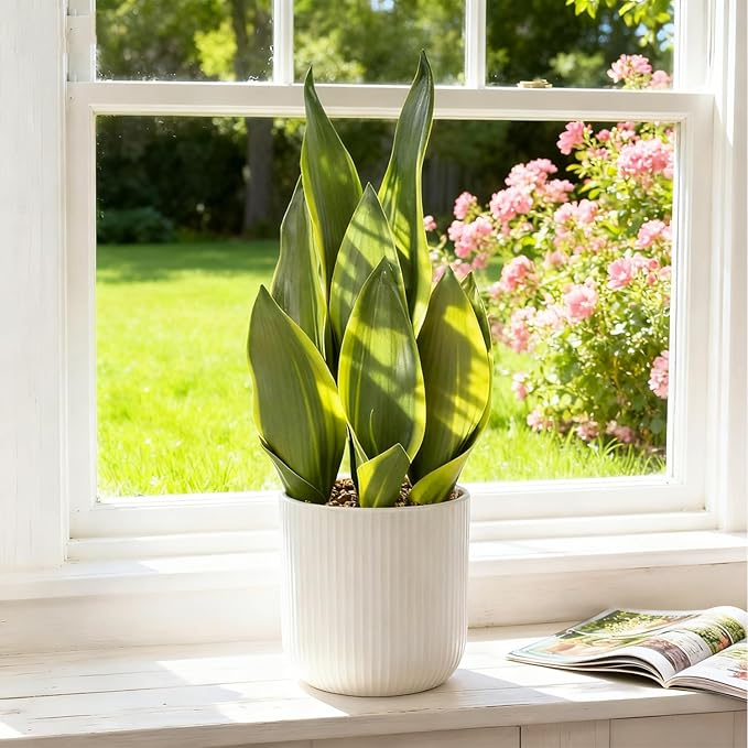 Artificial Realistic Snake Plant 16" with White Ceramic Pot Fake Snake Plants Sansevieria Greenery Faux Snake Plant for Home Office Living Room Housewarming Gifts Indoor Decor