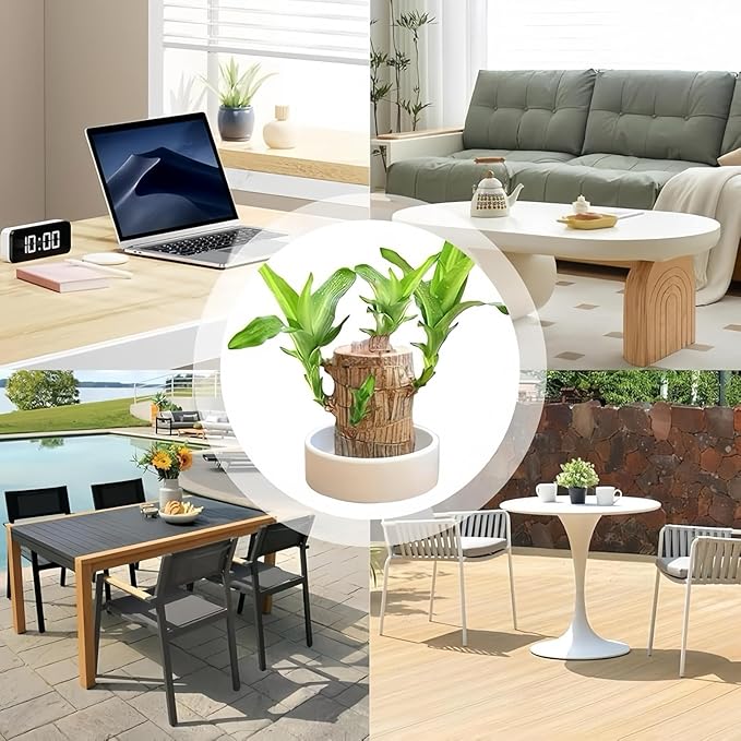 Brazilian Wood Plants,with Base and Mystery Doll Decorations, Easy to Plant in The Home Office to attracts Wealth,Lucky Wood Plant,Home Decoration