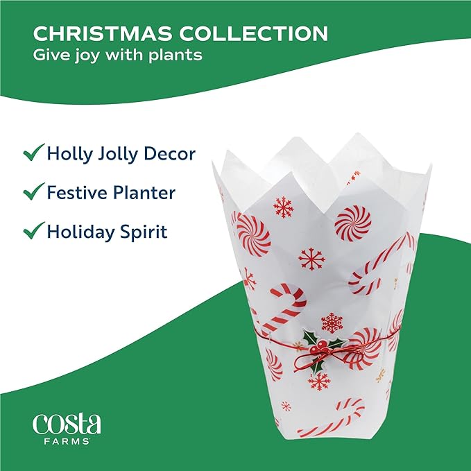Costa Farms Norfolk Island Pine Live Christmas Tree, Live House Plant in Holiday Decorative Plant Pot, Easy to Maintain, Christmas or Holidays Decor, Decoration or Birthday Gift, 16-22 Inches Tall