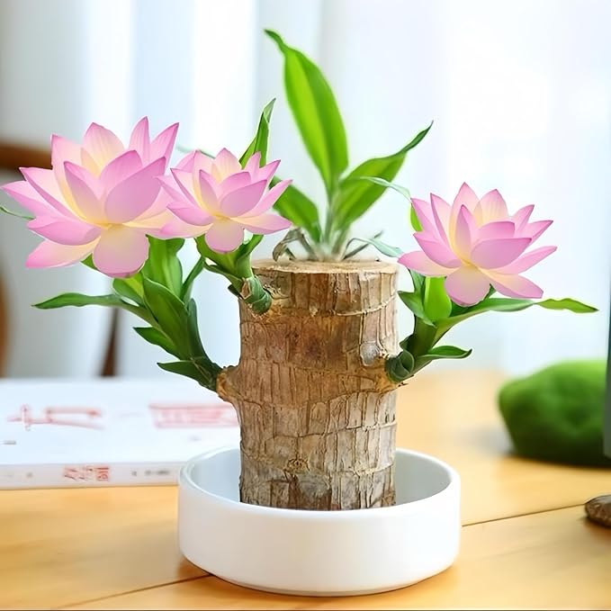 Brazilian Wood Plants,with Base and Mystery Doll Decorations, Easy to Plant in The Home Office to attracts Wealth,Lucky Wood Plant,Home Decoration