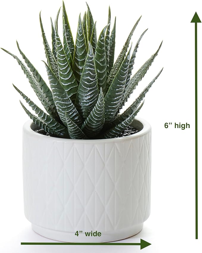 Artificial Succulent Plant in Matte White Ceramic Pot | 6.5" high Dark Green Aloe Plant | Great as desk decor or bathroom decor | beautiful realistic faux succulent with no maintenance