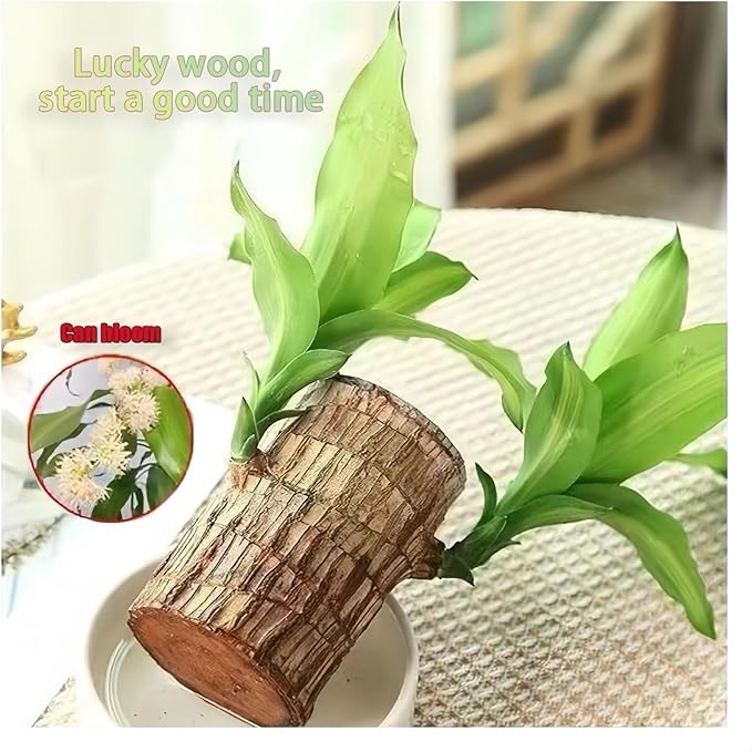 Brazilian Wood Plants,with Base and Mystery Doll Decorations, Easy to Plant in The Home Office to attracts Wealth,Lucky Wood Plant,Home Decoration