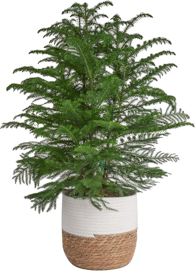 Costa Farms Norfolk Island Pine Live Christmas Tree, House Plant in Decorative Holiday Pot, Easy to Maintain Large Indoor Houseplant, Holidays or Christmas Décor, Decoration, or Gift, 3-4 Feet Tall