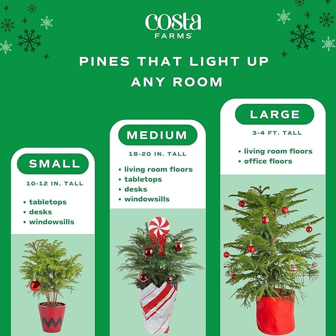 Costa Farms Live Christmas Tree (Pack of 2), Norfolk Island Pine in Holiday Gifting Wrap Plant Pot, Houseplant Christmas Decoration, Christmas Gift or Room Decor, 18-20 Inches Tall