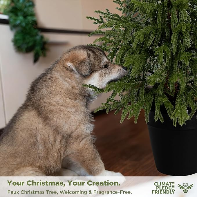 6FT Artificial Norfolk Pine Trees 2-Pack, Real Touch Faux Cedar Topiary Set in Black Pots, Tall Indoor Outdoor Fake Evergreen Plants for Living Room, Entryway, Office Decor