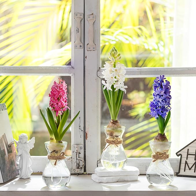 Small Glass Vases for Centerpieces - Hewory 3pcs Clear Mini Hyacinth Avocado Growing Bud Vase Bulk, Cute Tiny Flower Bulb Forcing Plant Containers Set for Wedding Home Living Room Table Decorations