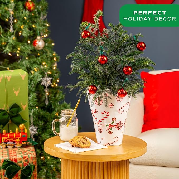 Costa Farms Norfolk Island Pine Live Christmas Tree, Live House Plant in Holiday Decorative Plant Pot, Easy to Maintain, Christmas or Holidays Decor, Decoration or Birthday Gift, 16-22 Inches Tall