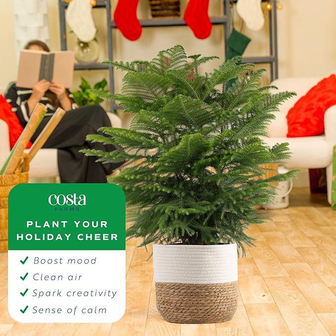 Costa Farms Norfolk Island Pine Live Christmas Tree, House Plant in Decorative Holiday Pot, Easy to Maintain Large Indoor Houseplant, Holidays or Christmas Décor, Decoration, or Gift, 3-4 Feet Tall