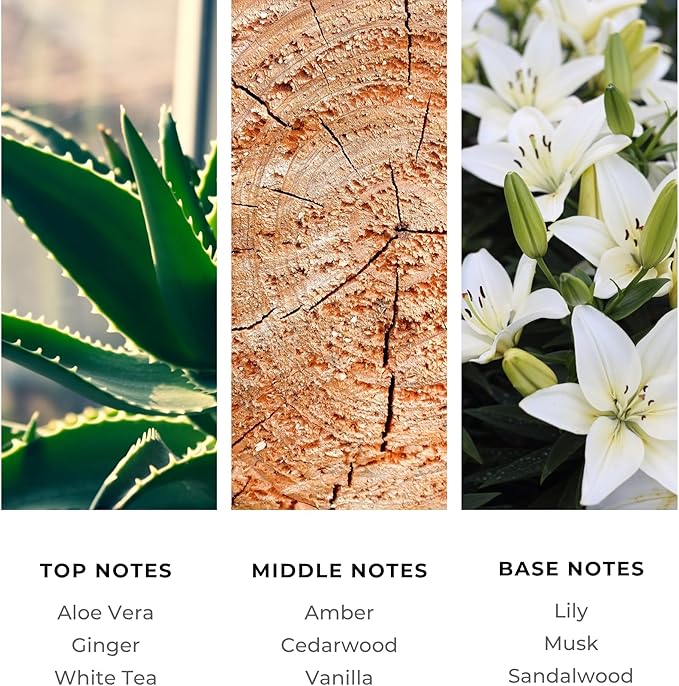 Brilliant Scents La Mar Fragrance Oil 120ml - Premium Diffuser Oil for Home, Office, Hotels - Long Lasting, Plant-Based, Meets IFRA Standards, USA-Made - White Tea, Ginger, Musk
