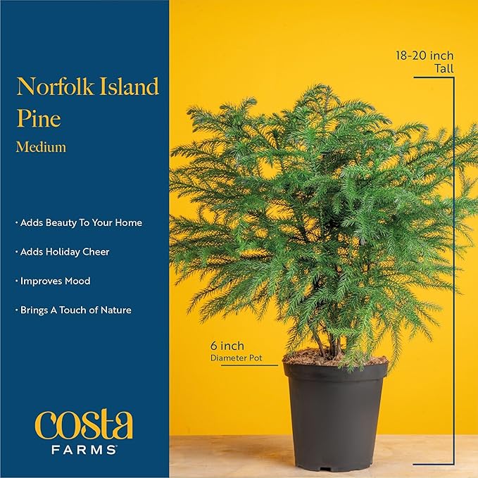 Costa Farms Norfolk Island Pine Live Christmas Tree, Live House Plant in Holiday Decorative Plant Pot, Easy to Maintain, Christmas or Holidays Decor, Decoration or Birthday Gift, 16-22 Inches Tall