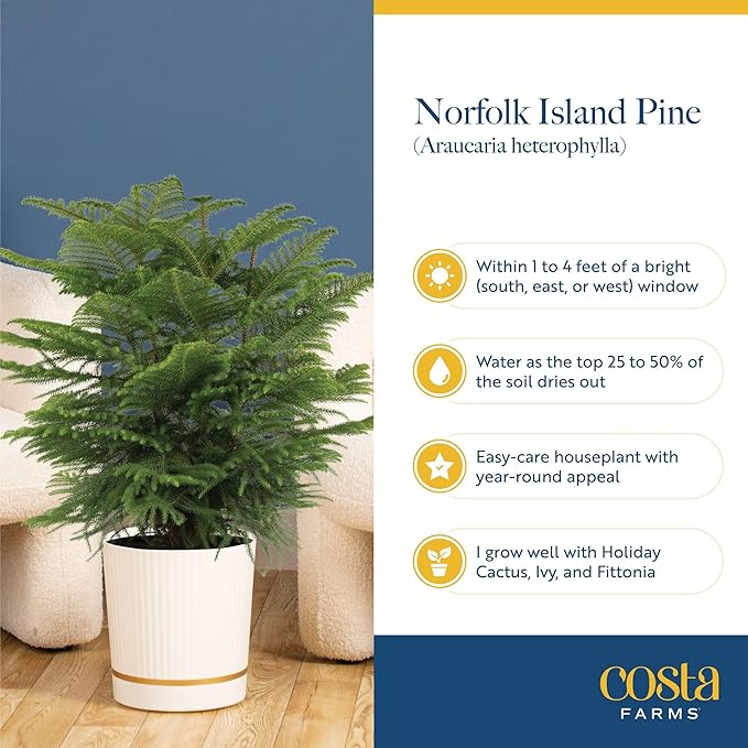 Costa Farms Norfolk Island Pine Live Christmas Tree, House Plant in Decorative Holiday Pot, Easy to Maintain Large Indoor Houseplant, Holidays or Christmas Décor, Decoration, or Gift, 3-4 Feet Tall