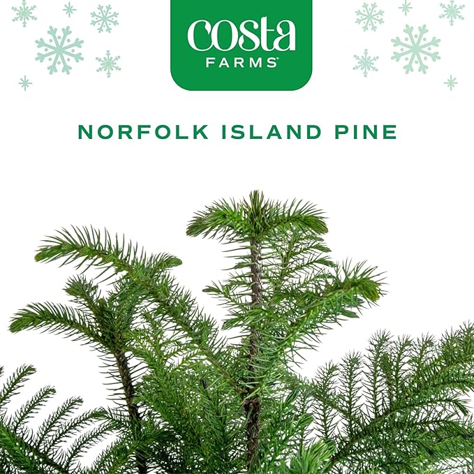 Costa Farms Norfolk Island Pine Live Christmas Tree, Live House Plant in Holiday Decorative Plant Pot, Easy to Maintain, Christmas or Holidays Decor, Decoration or Birthday Gift, 16-22 Inches Tall
