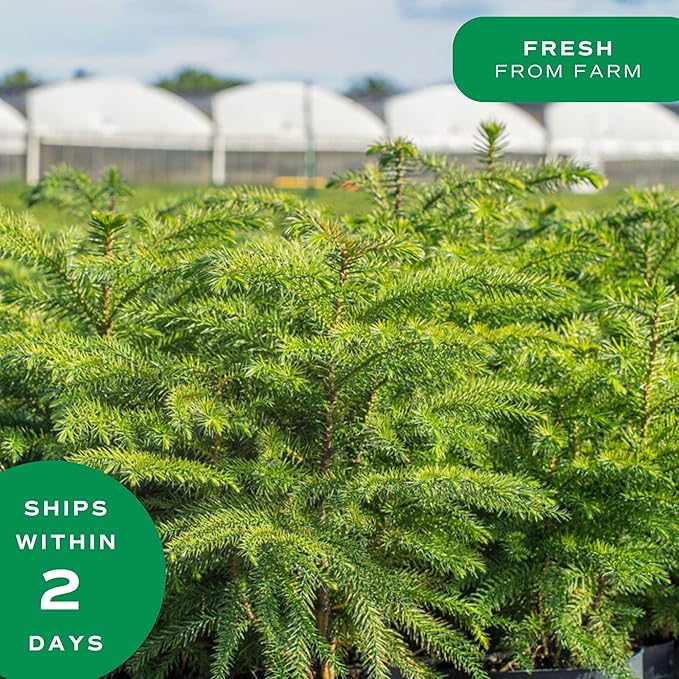 Costa Farms Live Christmas Tree, Large Norfolk Island Pine Live Plant in Plastic Pot, Indoor Houseplant, Seasonal Holiday Room or Office Decor, House Warming Gift, 3-4 Feet Tall