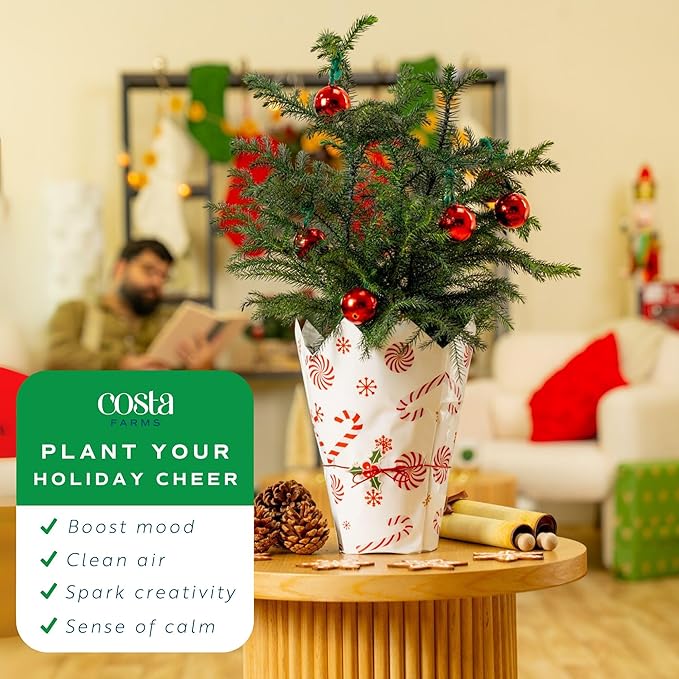 Costa Farms Norfolk Island Pine Live Christmas Tree, Live House Plant in Holiday Decorative Plant Pot, Easy to Maintain, Christmas or Holidays Decor, Decoration or Birthday Gift, 16-22 Inches Tall