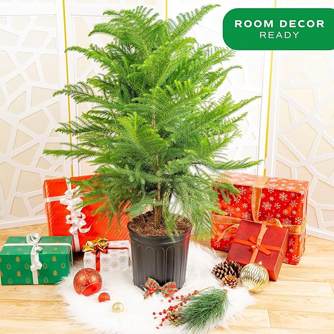 Costa Farms Live Christmas Tree, Large Norfolk Island Pine Live Plant in Plastic Pot, Indoor Houseplant, Seasonal Holiday Room or Office Decor, House Warming Gift, 3-4 Feet Tall