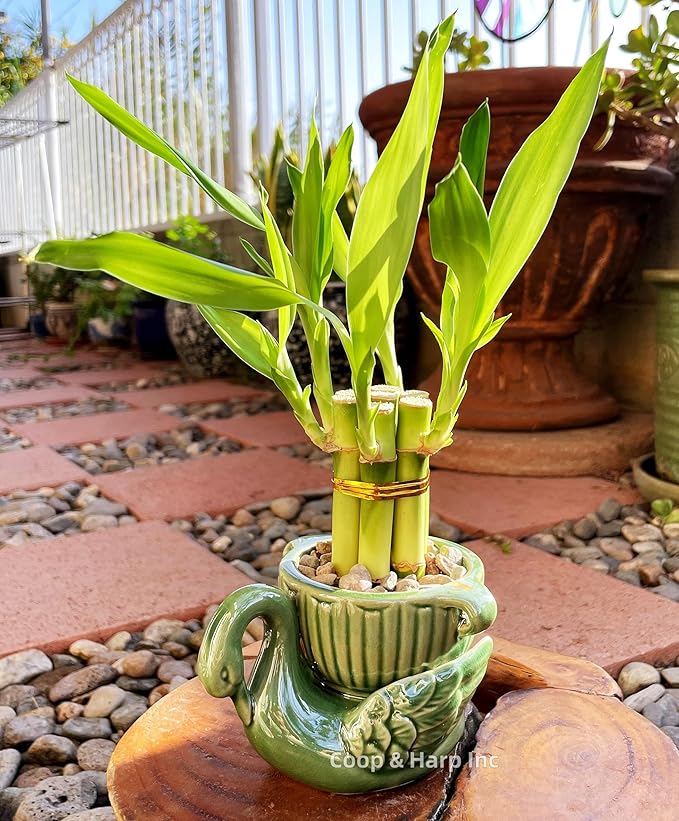6-Stalk of 4" Small Lucky Bamboo Live Indoor Plant with Ceramic Vase, Live Indoor Lucky Bamboo for Home, Office and Gift (Swan)