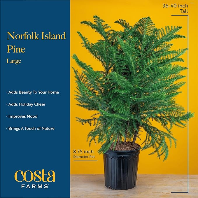 Costa Farms Live Christmas Tree, Large Norfolk Island Pine Live Plant in Plastic Pot, Indoor Houseplant, Seasonal Holiday Room or Office Decor, House Warming Gift, 3-4 Feet Tall